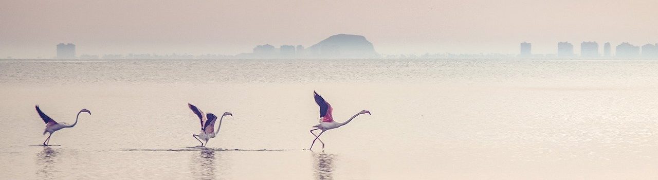 waterscape-flamingos-lagoon-5541692.jpg waterscape-flamingos-lagoon-5541692.jpg