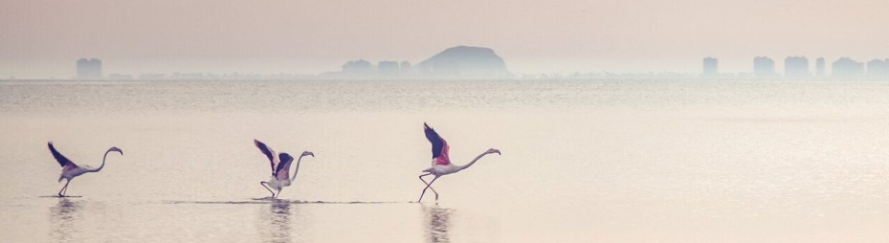 waterscape-flamingos-lagoon-5541692.jpg
